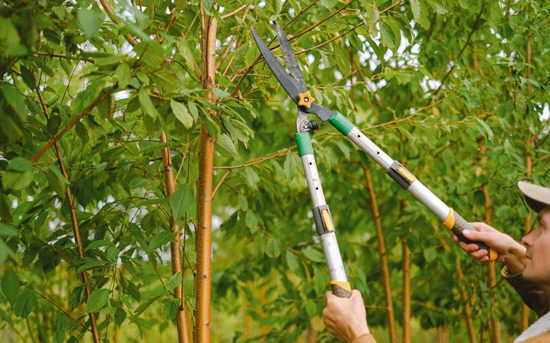 Tree trimming in Yeso, NM